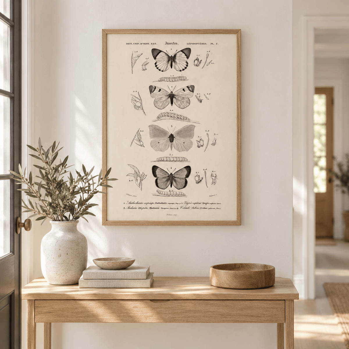 Vintage Butterfly Specimen Canvas Print