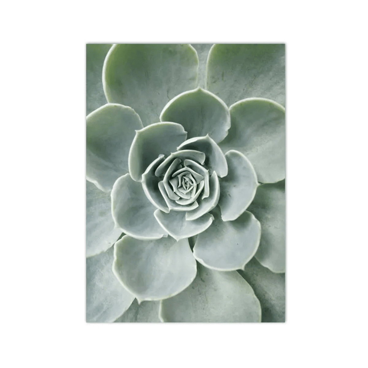 Silver Rosette Succulent Canvas Print