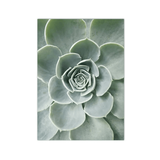 Silver Rosette Succulent Canvas Print