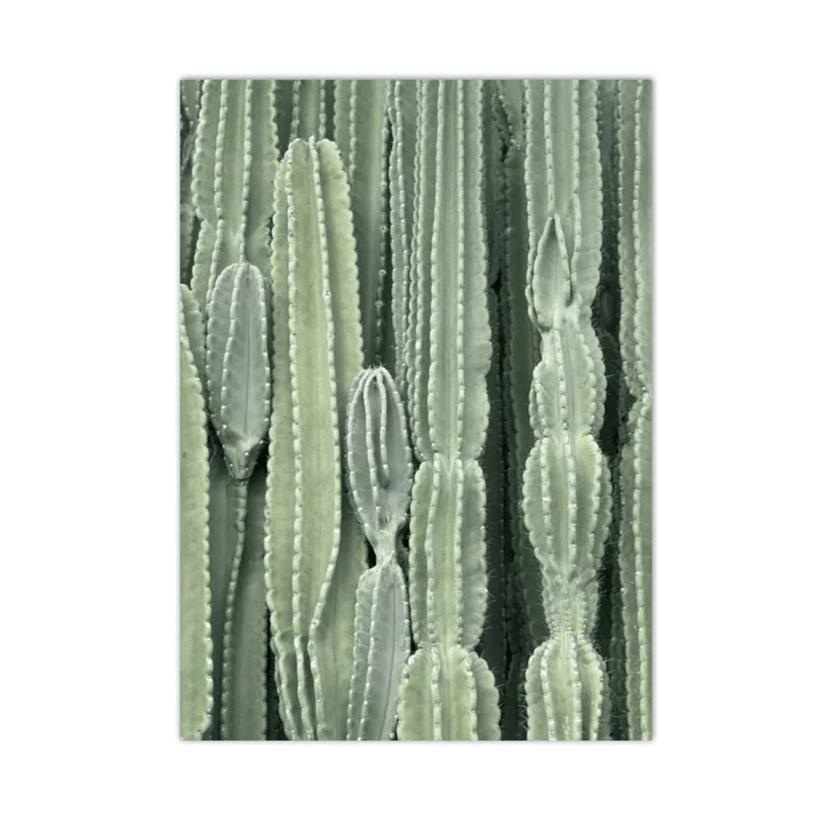 Sage Cactus Columns Canvas Print