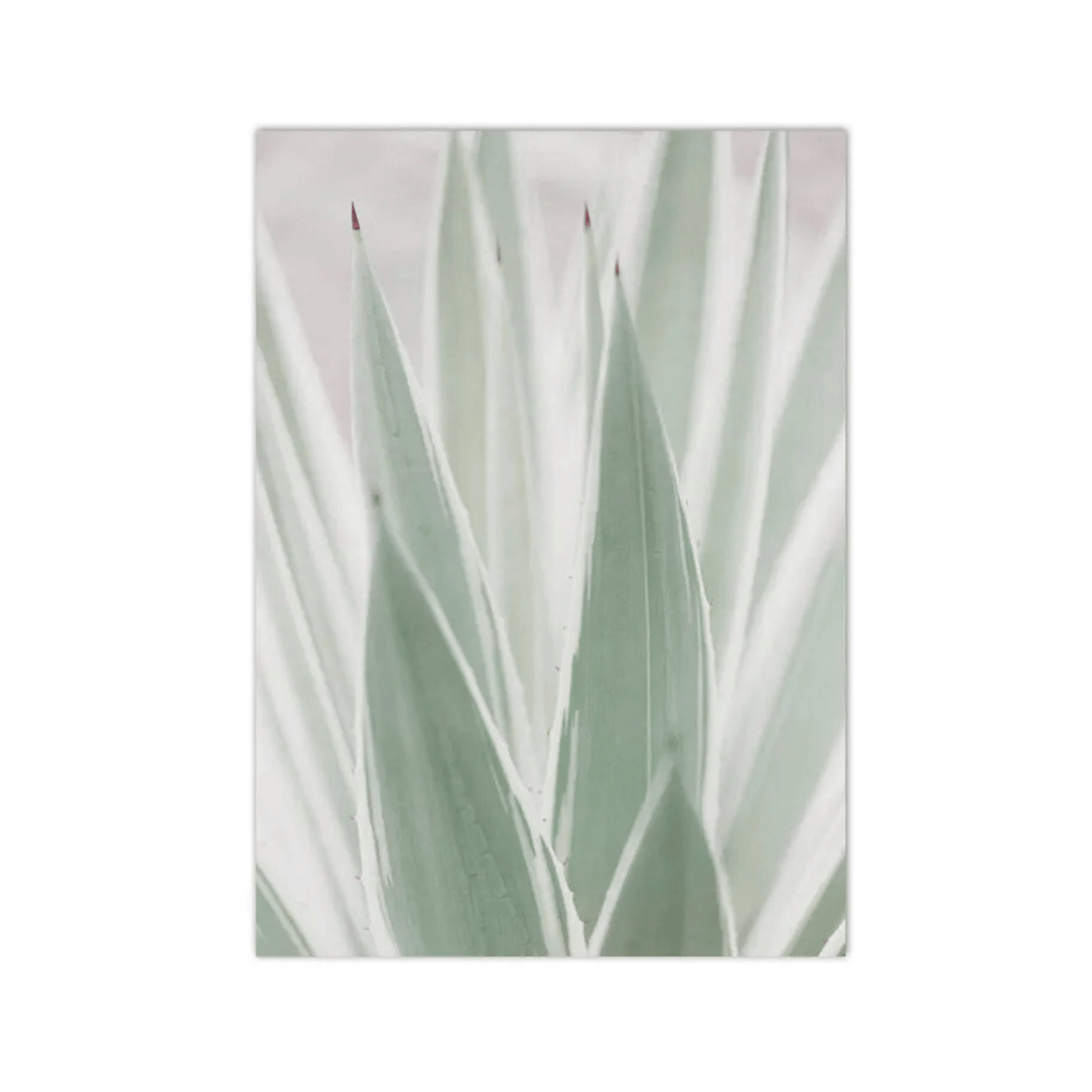 Frosted Agave Blades Canvas Print