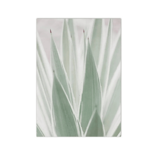 Frosted Agave Blades Canvas Print