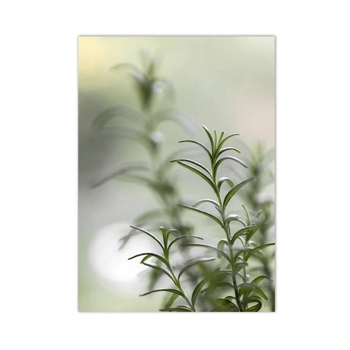 Garden Stillness Rosemary Canvas Print