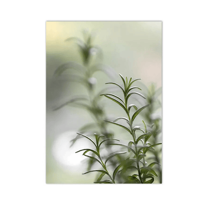 Garden Stillness Rosemary Canvas Print