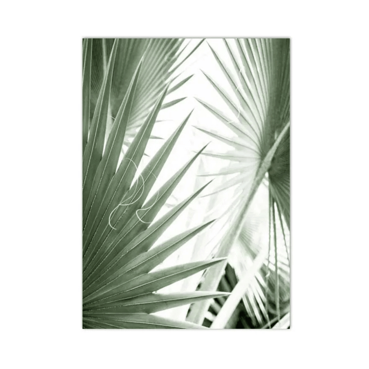 Sage Palm Veil Canvas Print
