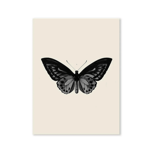 Midnight Butterfly Study Canvas Print