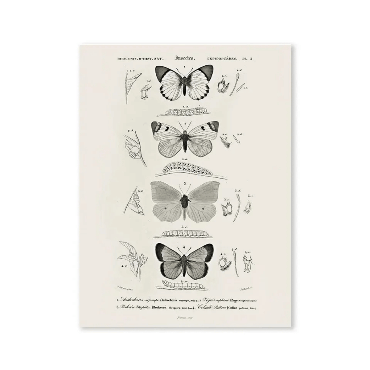 Vintage Butterfly Specimen Canvas Print