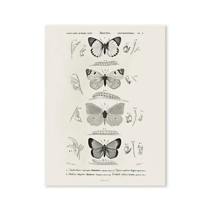 Vintage Butterfly Specimen Canvas Print