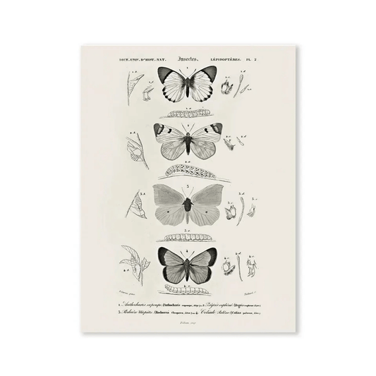 Vintage Butterfly Specimen Canvas Print