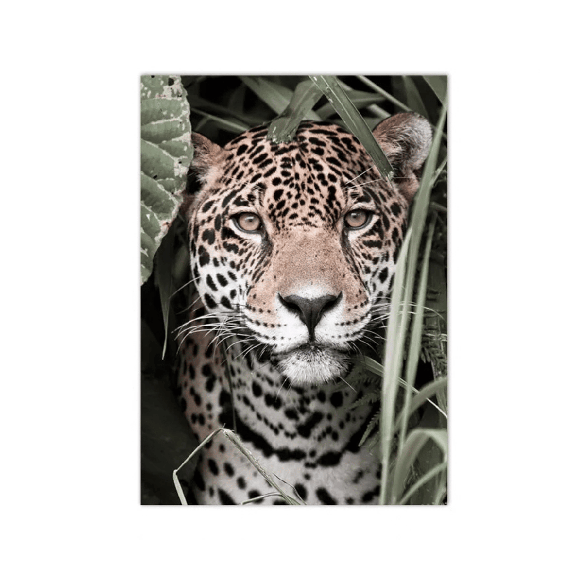 Jungle Stare Jaguar Canvas Print