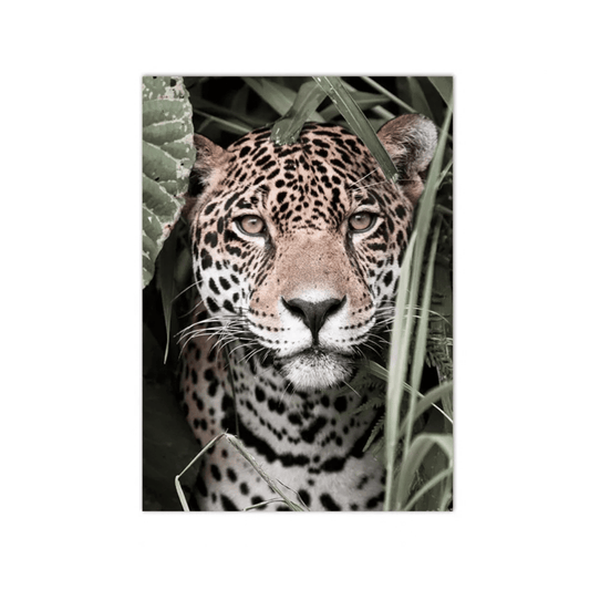 Jungle Stare Jaguar Canvas Print