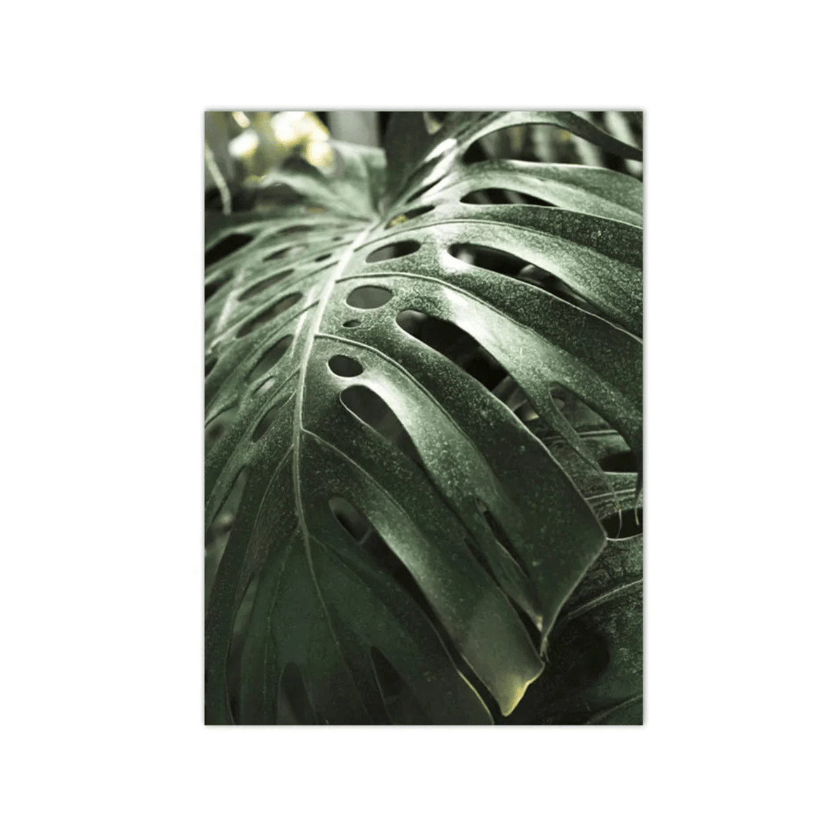 Monstera Vein Study Canvas Print