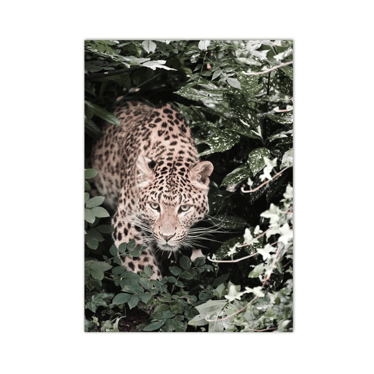 Emerging From The Wild Leopard Canvas Print
