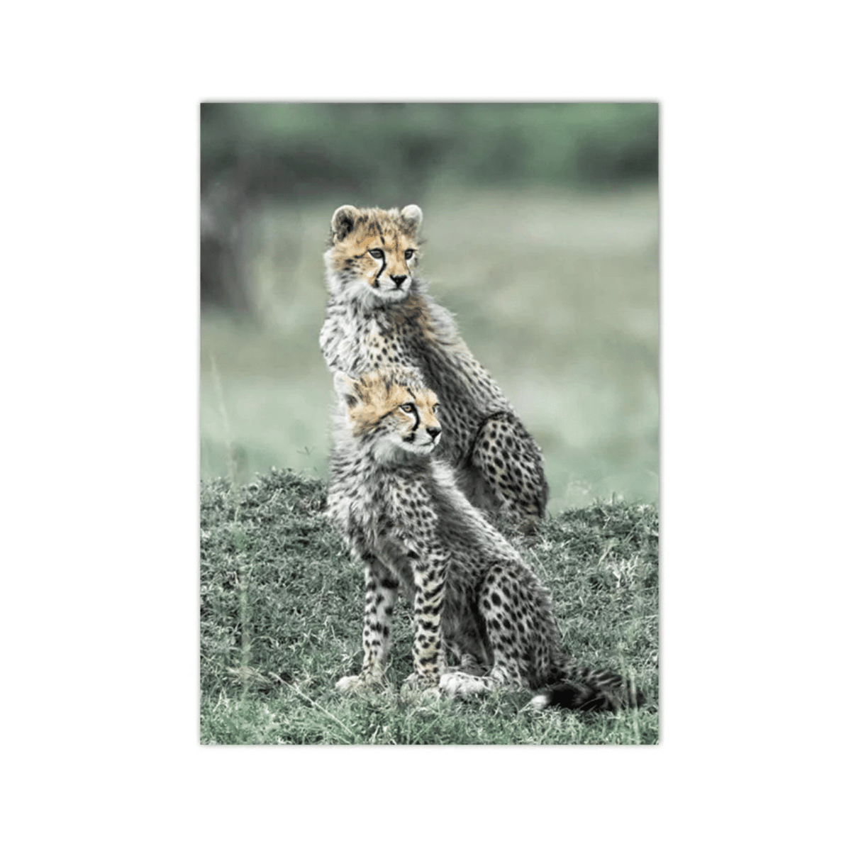Cheetah Cubs On Watch Canvas Print