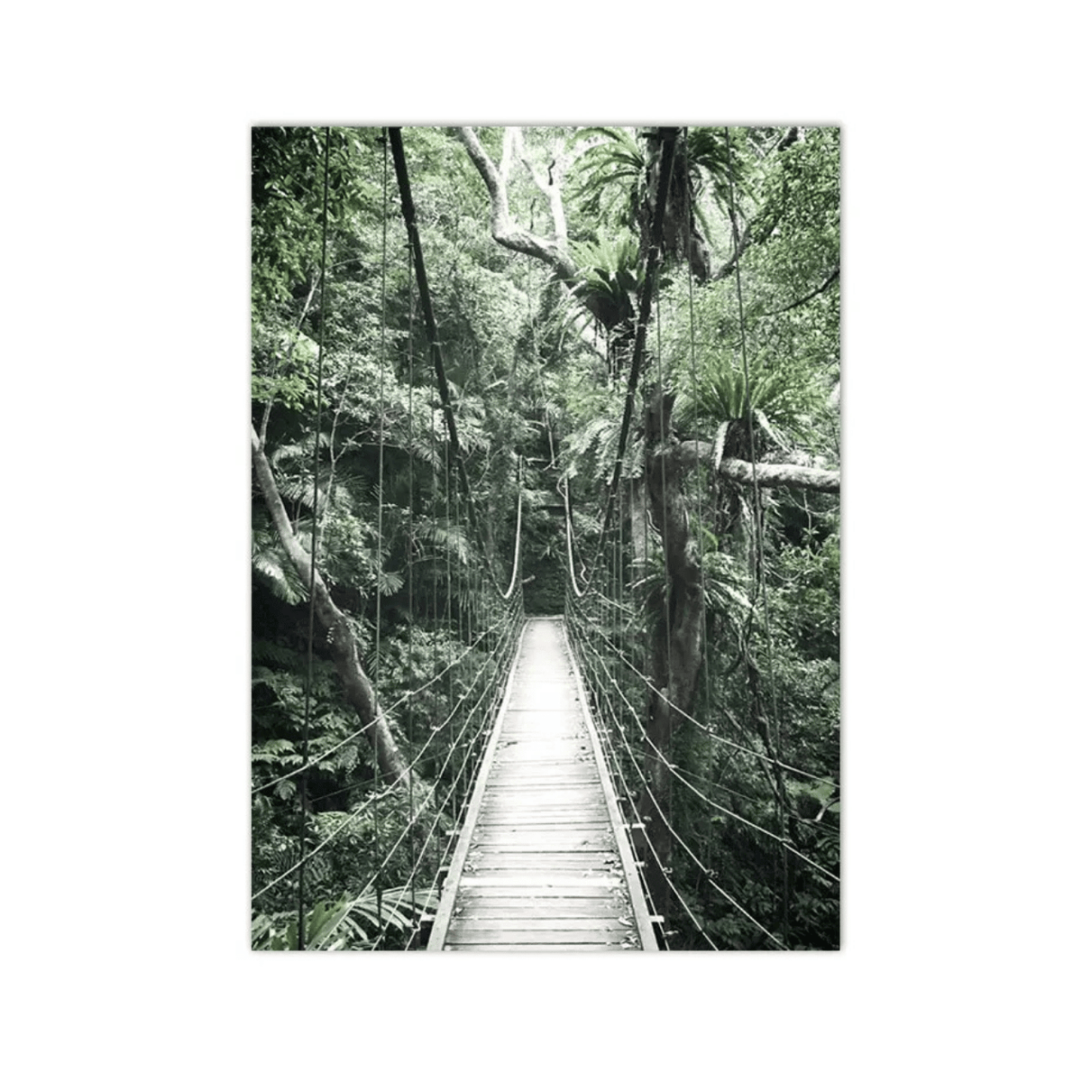Into the Rainforest Canopy Canvas Print