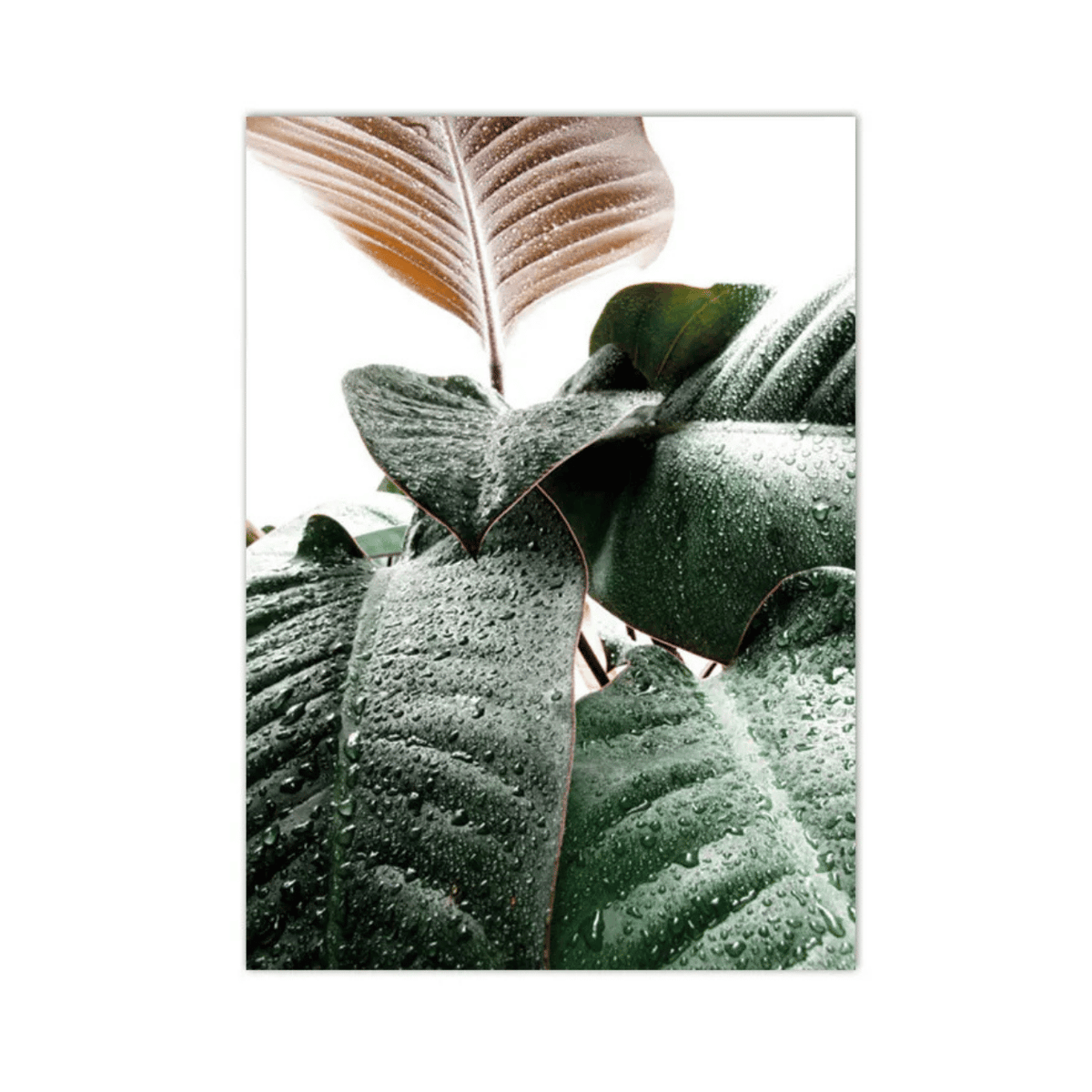 Rainwashed Rubber Plant Canvas Print