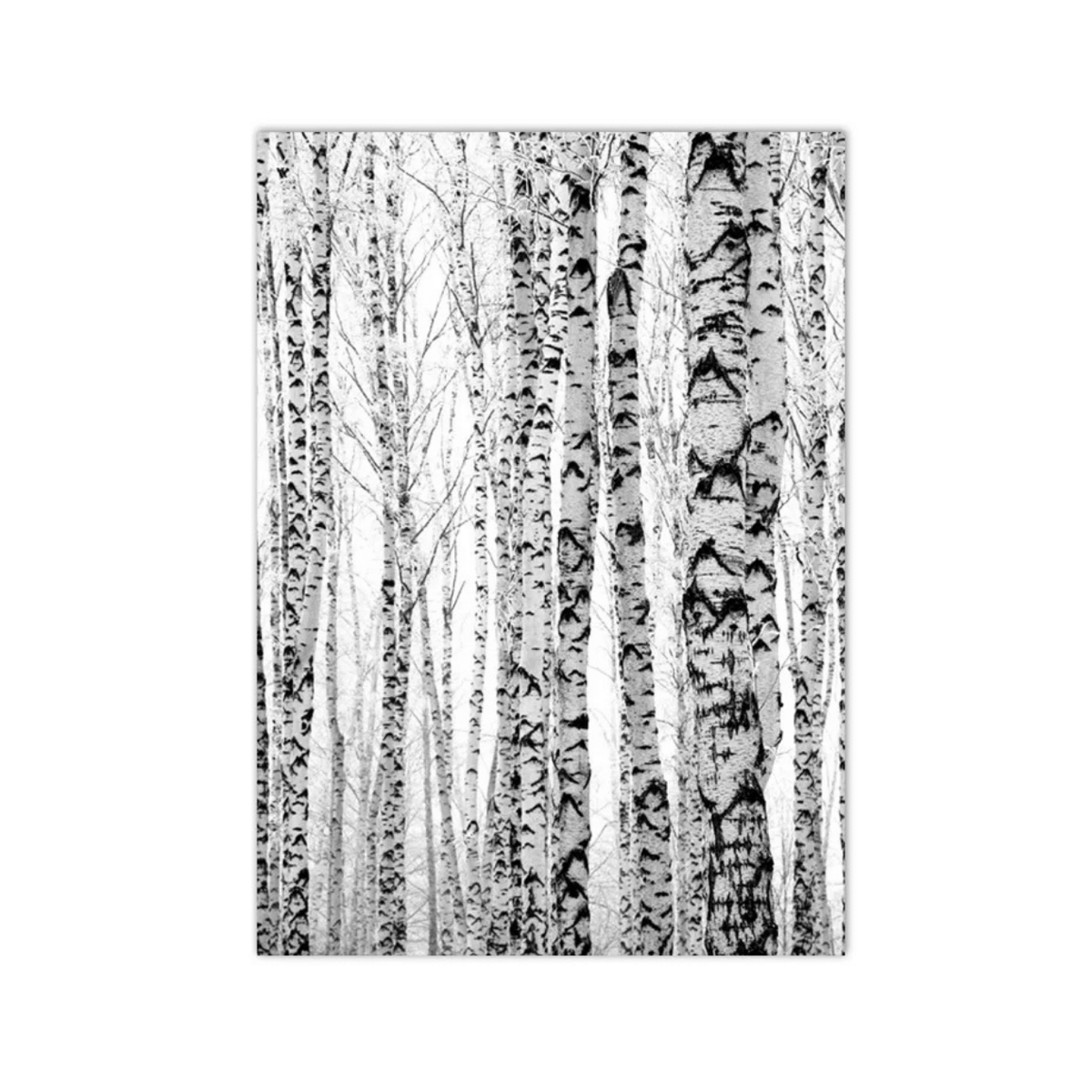 Silver Birch Rhythm Canvas Print