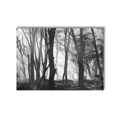Mist Through The Pines Canvas Print