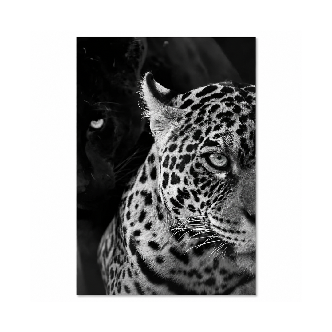 Black & White Leopard Gaze Canvas Print