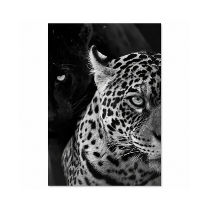 Black & White Leopard Gaze Canvas Print