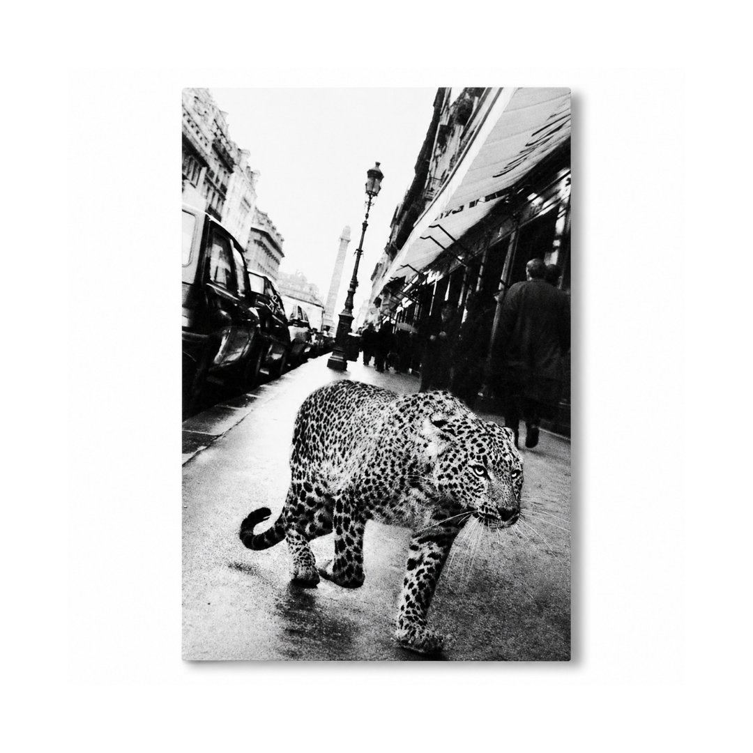 Black & White Leopard In Paris Canvas Print