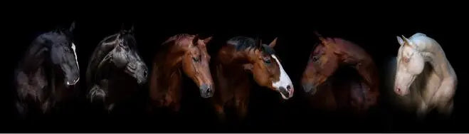 Black and White Horses Canvas Print