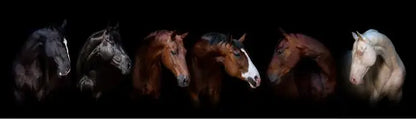 Black and White Horses Canvas Print