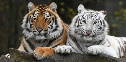 three running horses dynamic animal canvas wall art