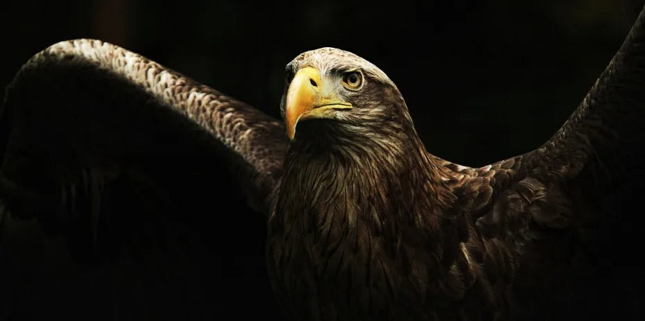 three running horses dynamic animal canvas wall art