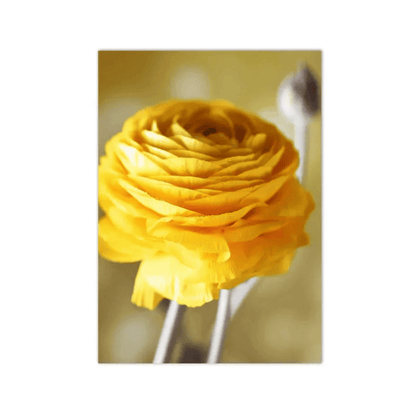 Golden Ranunculus Bloom Canvas Print