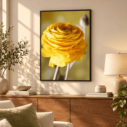 Golden Ranunculus Bloom Canvas Print