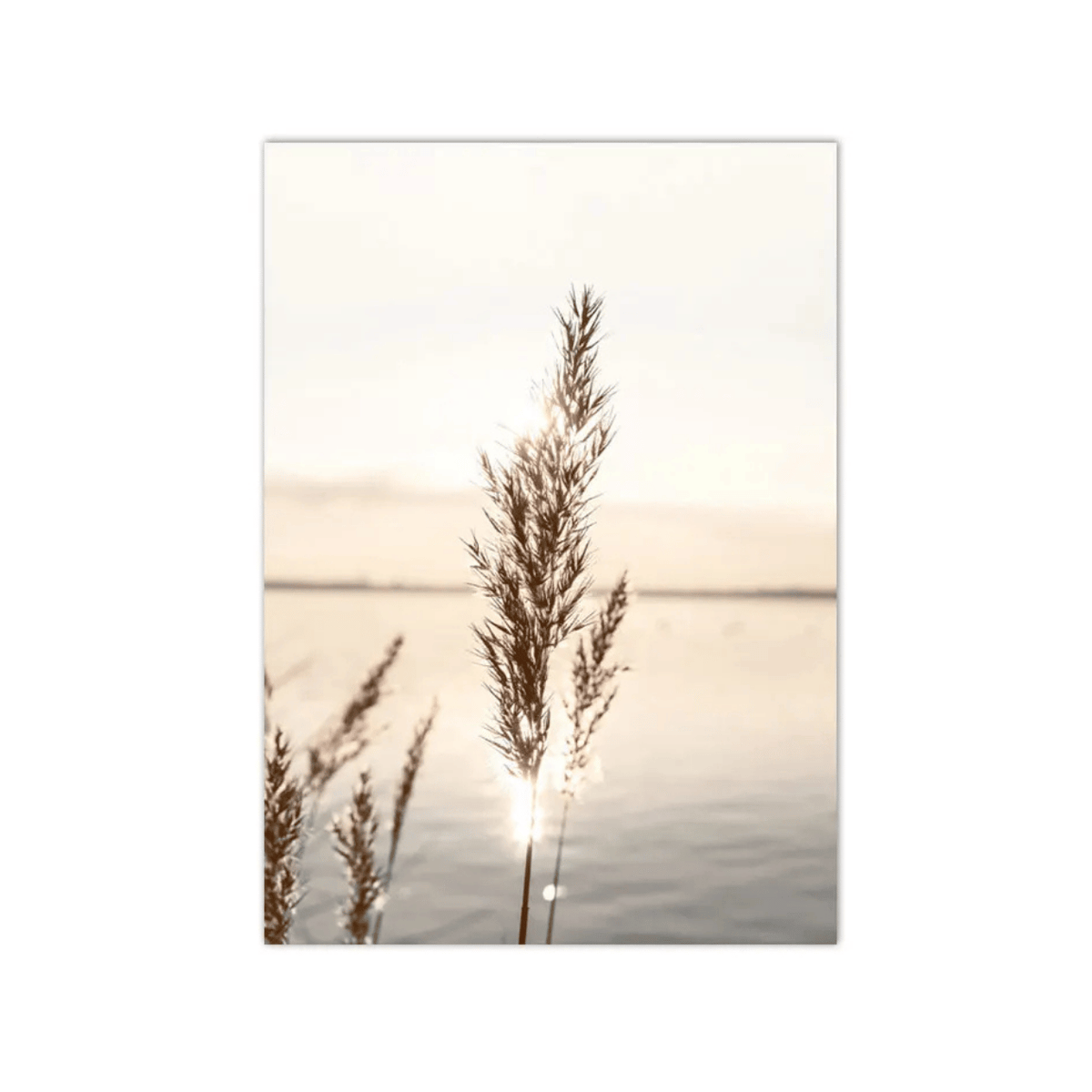 Sunlit Reeds Waterside Canvas Print
