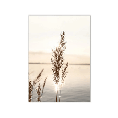 Sunlit Reeds Waterside Canvas Print