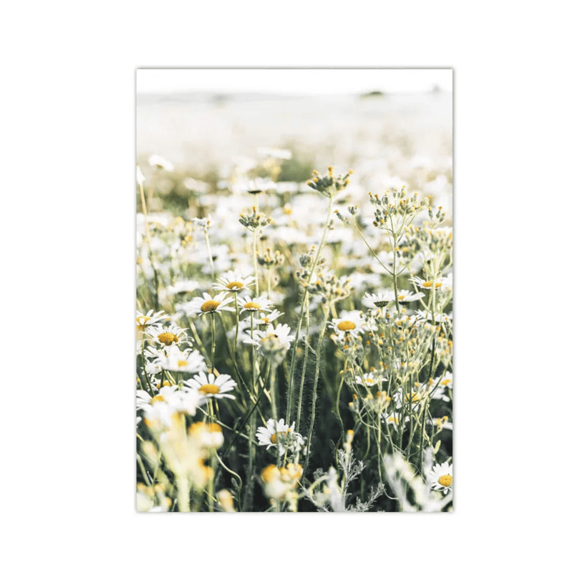 Meadow In Morning Light Canvas Print