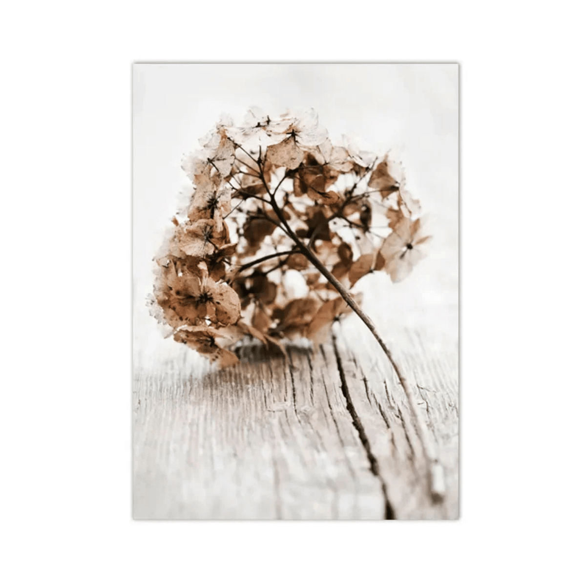 Faded Hydrangea Still Life Canvas Print