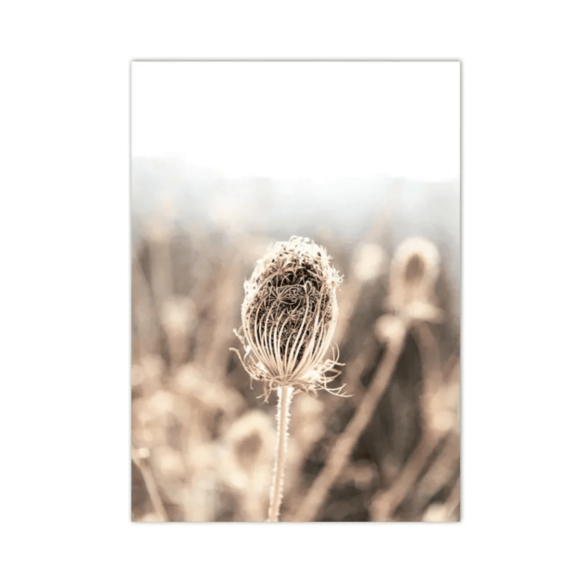 Winter Lace Seedhead Canvas Print