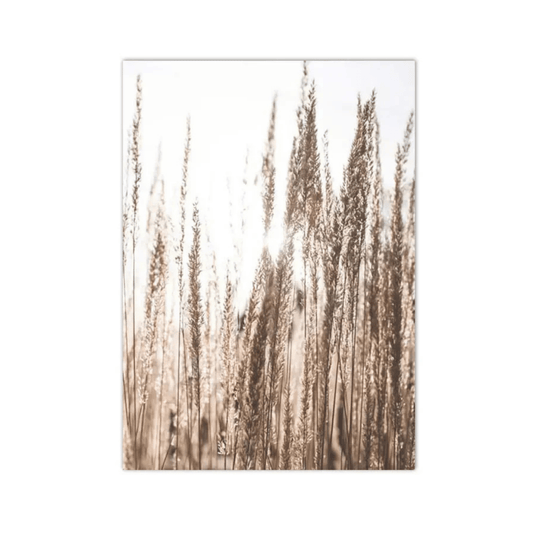 Sunlit Meadow Reeds Canvas Print
