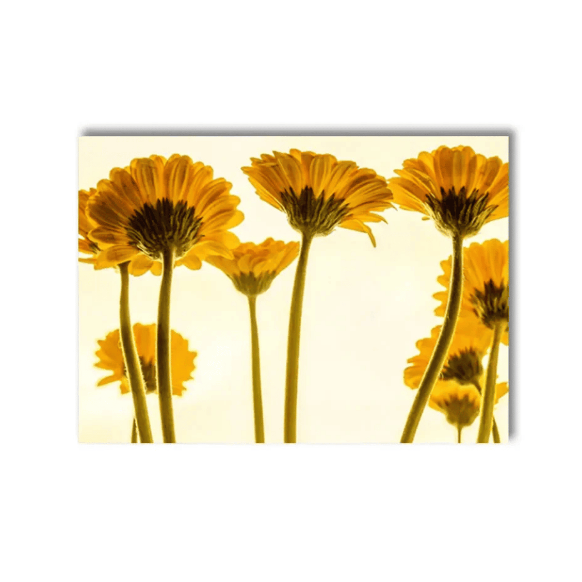 Golden Petal Glow Canvas Print