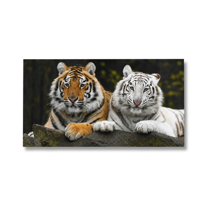 Twin Tigers Wild Portrait Panoramic Canvas Print