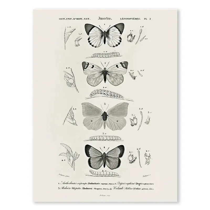 Vintage Butterfly & Flowers Canvas Print