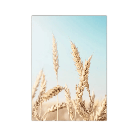 Sunlit Wheat Stems Canvas Print