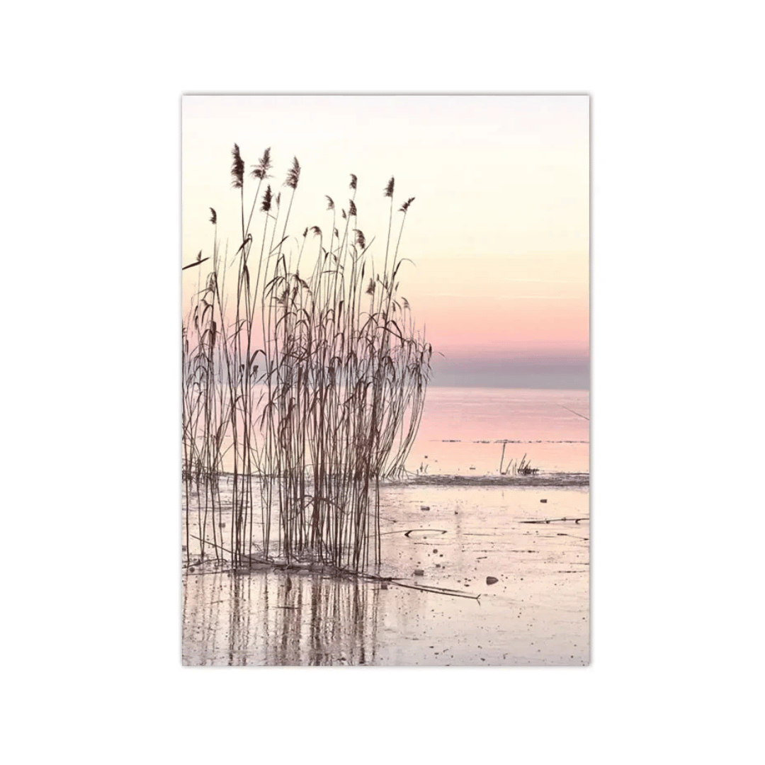 Blush Reed Sunset Canvas Print