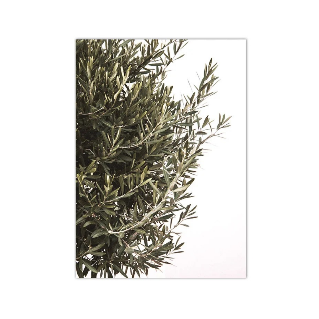 Quiet Olive Branch Canvas Print