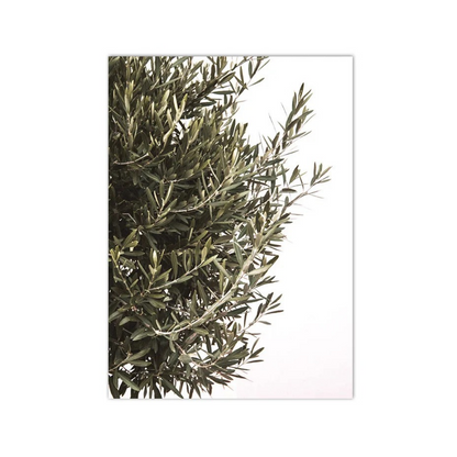 Quiet Olive Branch Canvas Print