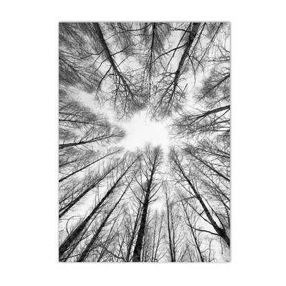 A black and white vertical photographic print of bare tree branches reaching upward toward the sky, centered with the sunlit sky in the middle and a white border around the artwork.