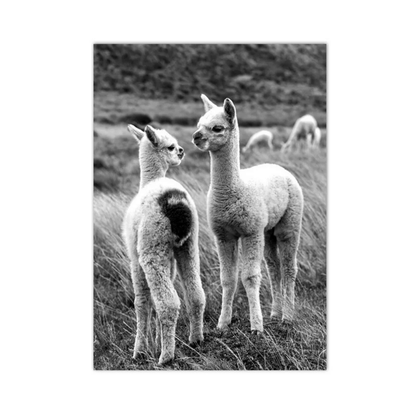 Alpaca Companions Canvas Print