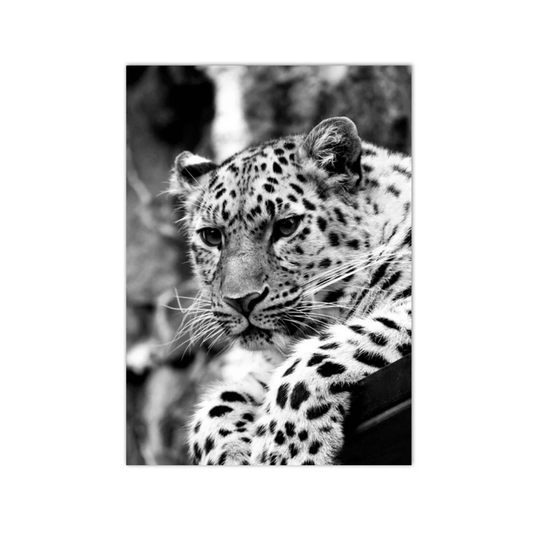 Silent Gaze Leopard Canvas Print