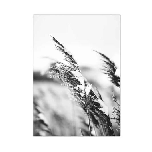 Frosted Reeds In Winter Canvas Print