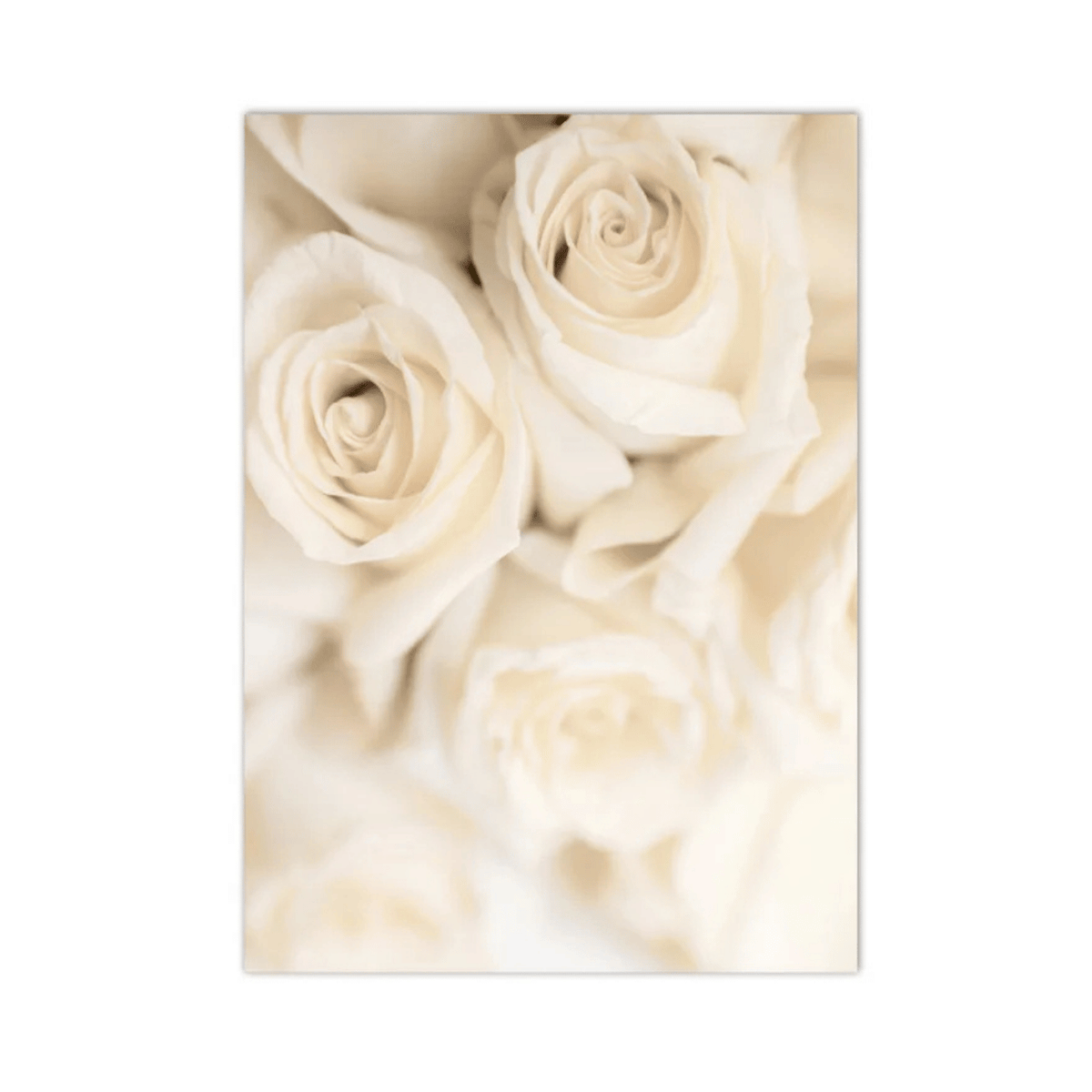 Ivory Rose Reverie Canvas Print