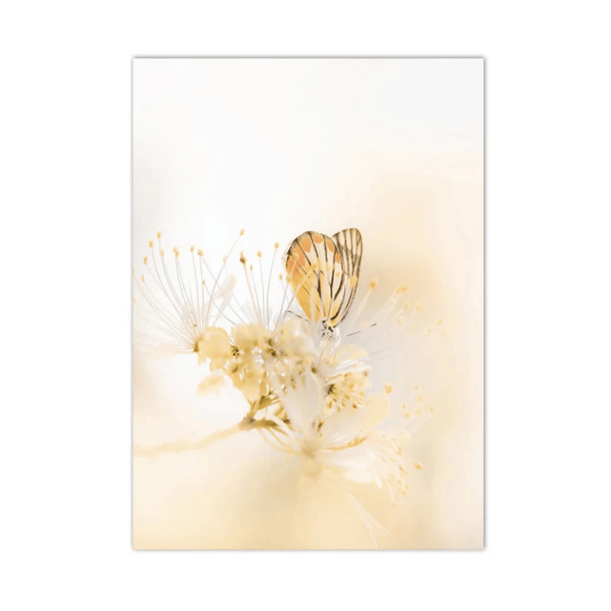 Golden Wing Blossom Canvas Print